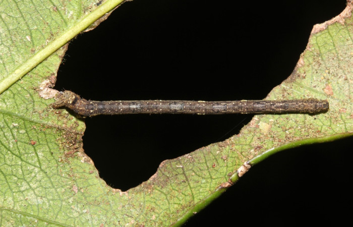 Figura 2. Larva <i>Aventiopsis</i> Malaise0672 (Geometridae), penúltimo estadío (PU) vista lateral, localidad Sendero Cuestona, Sector Pitilla ACG (640 m). Voucher: 17-SRNP-31837-DHJ739717.jpg.