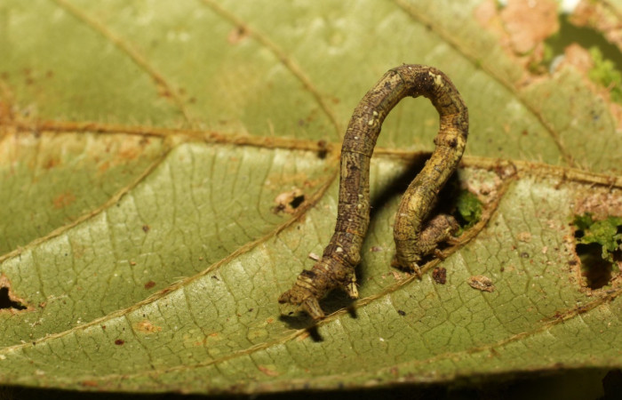 Figura 3. Larva <i>Aventiopsis</i> Malaise0672 (Geometridae), penúltimo estadío (PU) vista lateral, localidad Sendero Gallinazo, Sector Brasilia ACG (360 m) Voucher: 19-SRNP-65221-DHJ772089.jpg.