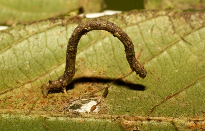 Figura 4. Larva <i>Aventiopsis</i> Malaise0672 (Geometridae), penúltimo estadío (PU) vista lateral, localidad Sendero Gallinazo, Sector Brasilia ACG (360 m). Voucher: 19-SRNP-65221-DHJ772091.jpg.