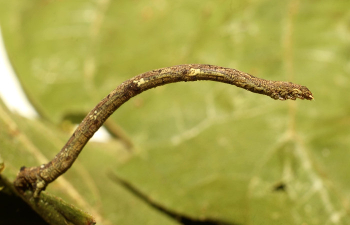 Figura 5. Larva <i>Aventiopsis</i> Malaise0672 (Geometridae), penúltimo estadío (PU) vista lateral, localidad Sendero Gallinazo, Sector Brasilia ACG (360 m). Voucher: 19-SRNP-65221-DHJ772094.jpg.