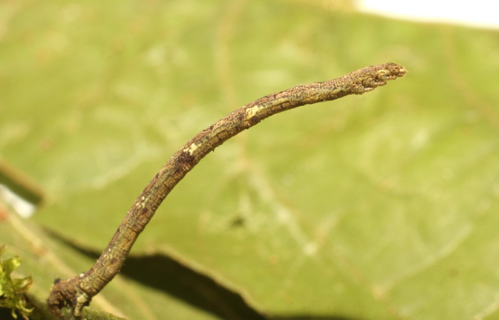 Figura 6. Larva <i>Aventiopsis</i> Malaise0672 (Geometridae), penúltimo estadío (PU) vista lateral, localidad Sendero Gallinazo, Sector Brasilia ACG (360 m). Voucher: 19-SRNP-65221-DHJ772095.jpg.