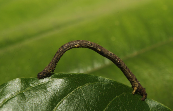 Figura 7. Larva <i>Aventiopsis</i> Malaise0672 (Geometridae), último estadío (U) vista lateral, localidad Sendero Medrano Estación Biológica Quica Sector Pitilla ACG (380 m). Voucher: 19-SRNP-71232-DHJ752070.jpg.