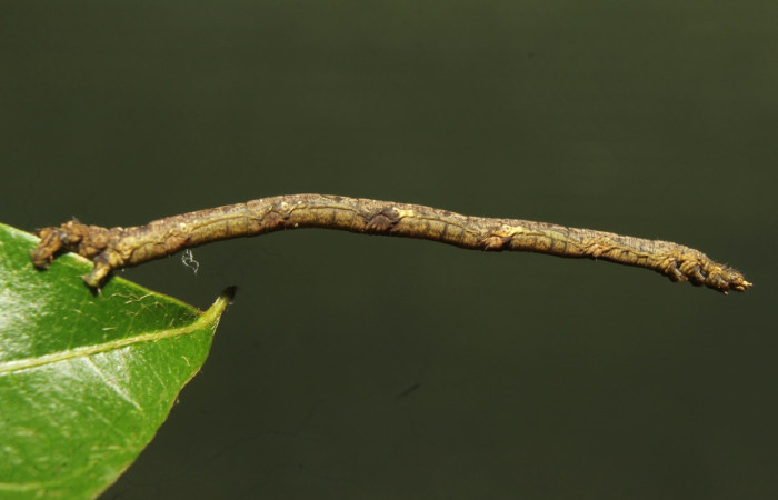 Figura 8. Larva <i>Aventiopsis</i> Malaise0672 (Geometridae), último estadío (U) vista lateral, localidad Sendero Medrano Estación Biológica Quica Sector Pitilla ACG (380 m) Voucher: 19-SRNP-71232-DHJ752075.jpg.