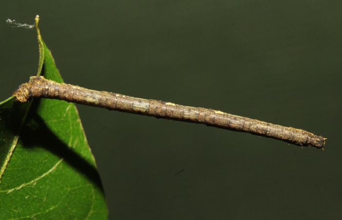 Figura 9. Larva <i>Aventiopsis</i> Malaise0672 (Geometridae), último estadío (U) vista lateral, localidad Sendero Medrano Estación Biológica Quica Sector Pitilla ACG (380 m) Voucher: 19-SRNP-71232-DHJ752076.jpg.