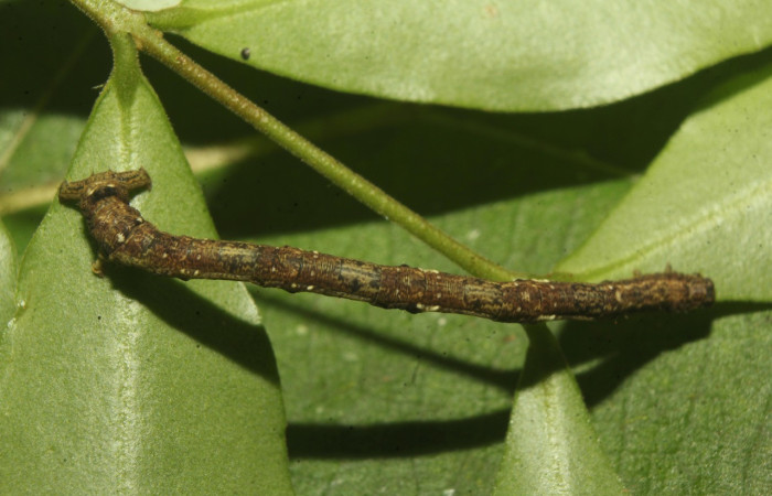Figura 10. Larva <i>Aventiopsis</i> Malaise0672 (Geometridae), último estadío (U) vista lateral, localidad Sendero Medrano Estación Biológica Quica Sector Pitilla ACG (380 m). Voucher: 23-SRNP-71547-DHJ782662jpg.