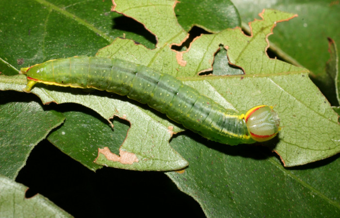  Larva en posición dorsal de <i>Hemiceras rufescens</i>  (Notodontidae), U estadio. Sector Cacao, Sendero Segundo. Voucher 11-SRNP-35676-DHJ489857.jpg.