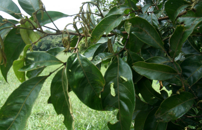 <i>Inga punctata</i>  (Fabaceae), planta hospedera de <i>Hemiceras rufescens</i> (Notodontidae). Sector San Cristóbal, Estación Biológica San Gerardo. Foto, Elda Araya, 1 Febrero 2019.