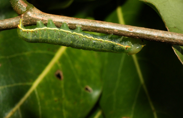 Larva en posición lateral de <i>Hemiceras rufescens</i>  (Notodontidae), U estadio. Sector Cacao, Sendero Segundo. Voucher 11-SRNP-11-SRNP-35676-DHJ489860.jpg.
