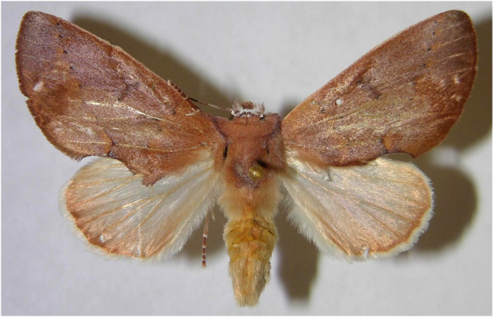 Adulto hembra en posición dorsal de <i>Hemiceras rufescens</i>  (Notodontidae). Sector Pocosol, Quebrada Aserradero. Voucher 93-SRNP-7736-DHJ371586.jpg.
