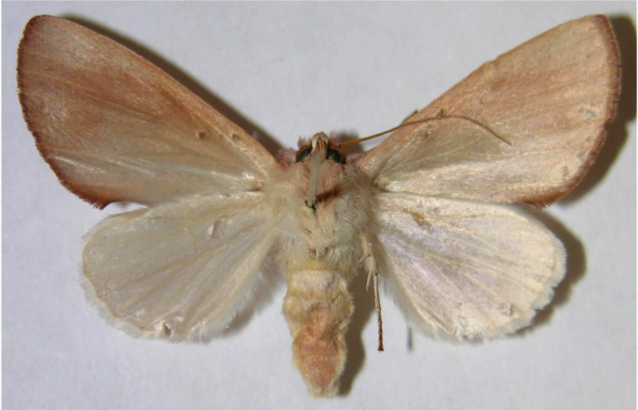 Adulto hembra en posición ventral de <i>Hemiceras rufescens</i>  (Notodontidae). Sector Pocosol, Quebrada Aserradero. Voucher 93-SRNP-7736-DHJ371587.jpg.
