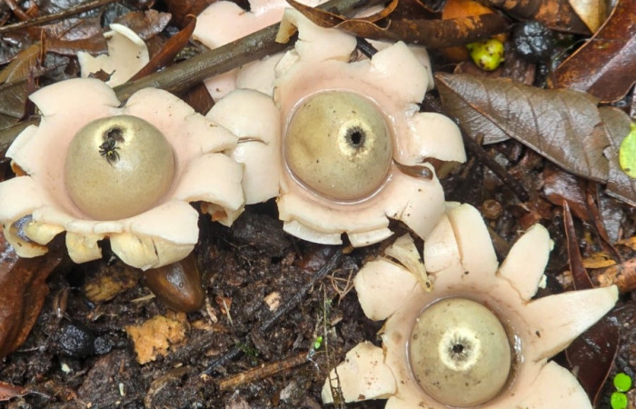 Figura 2. Estrellas de <i>Geastrum triplex</i> (Geastraceae) con peristomas abiertos ya vacíos sin esporas.