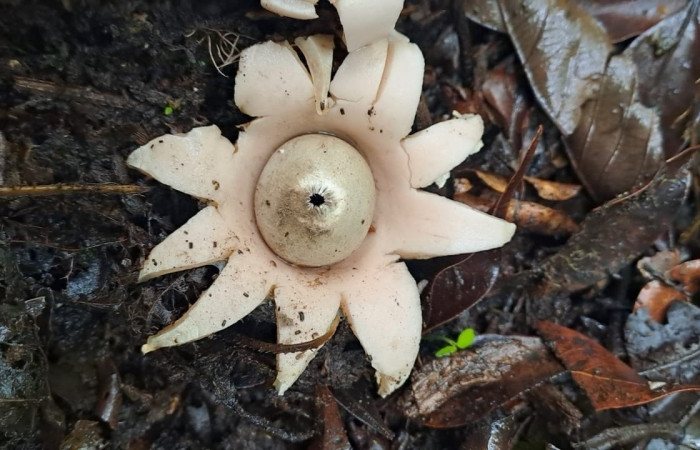 Figura 3. Estrella de <i>Geastrum triplex</i> (Geastraceae) con peristomas abierto.