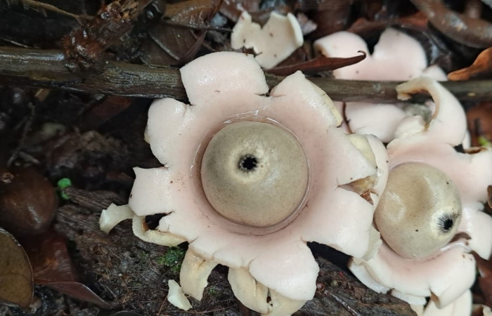 Figura 1. Cuerpo fructífero de <i>Geastrum triplex</i>(Geastraceae) en sun sustrato terrestre.
