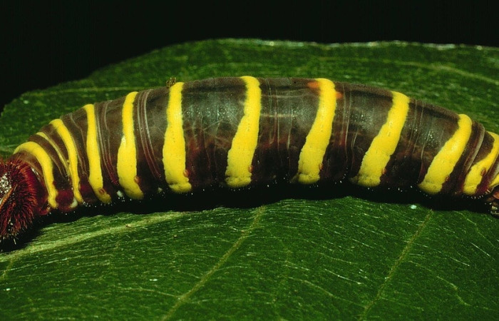 Fig.10 Larva <i>Telegonus favilla</i>, (Hesperiidae), último estadío, se alimenta <i>Trigonia rugosa</i>, (Trigoniaceae), mostrando su parte lateral entero. Voucher: 92-SRNP-4658-DHJ16718.