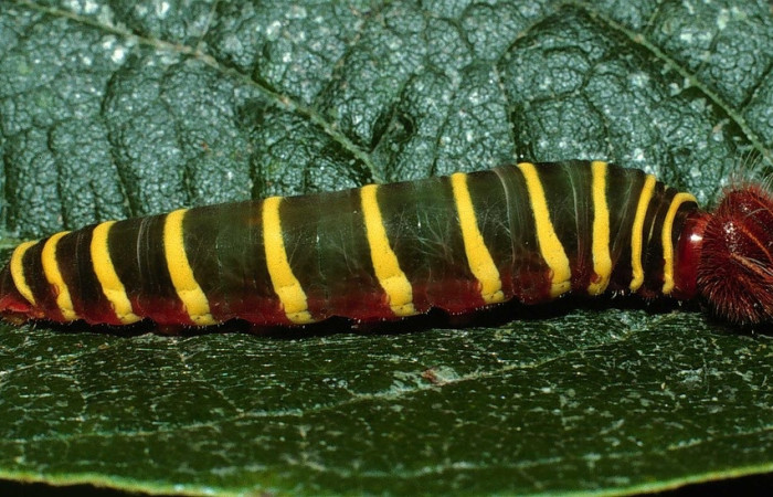 Fig.11 Larva <i>Telegonus favilla</i>, (Hesperiidae), último estadío, se alimenta <i>Trigonia rugosa</i>, (Trigoniaceae), mostrando su parte lateral entero. Voucher: 02-SRNP-31619-DHJ71173.