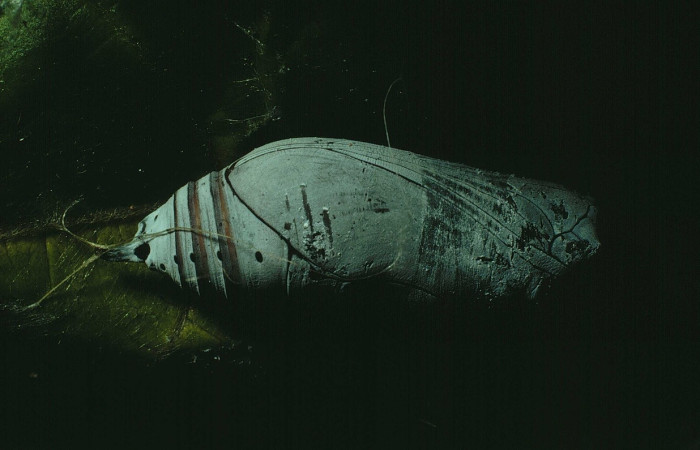 Fig.12 Pupa ventral entero, <i>Telegonus favilla</i>, (Hesperiidae), en hoja  <i>Trigonia rugosa</i>, (Trigoniaceae), Voucher: 91-SRNP-2694-DHJ14598.