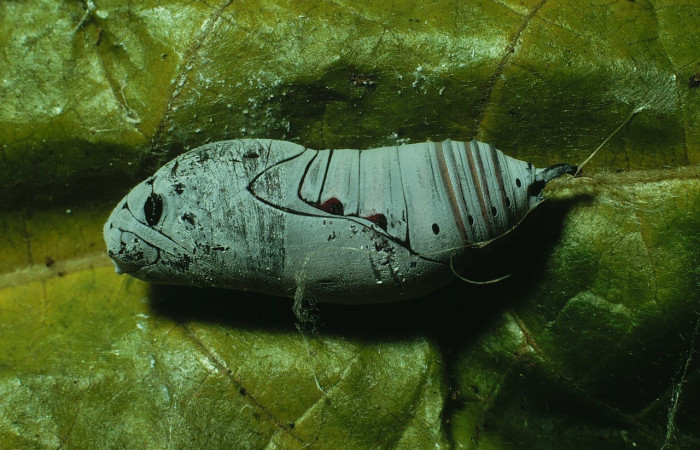 Fig.13 Pupa lateral entero, <i>Telegonus favilla</i>, (Hesperiidae), en hoja  <i>Trigonia rugosa</i>, (Trigoniaceae), Voucher: 91-SRNP-2694-DHJ14601.