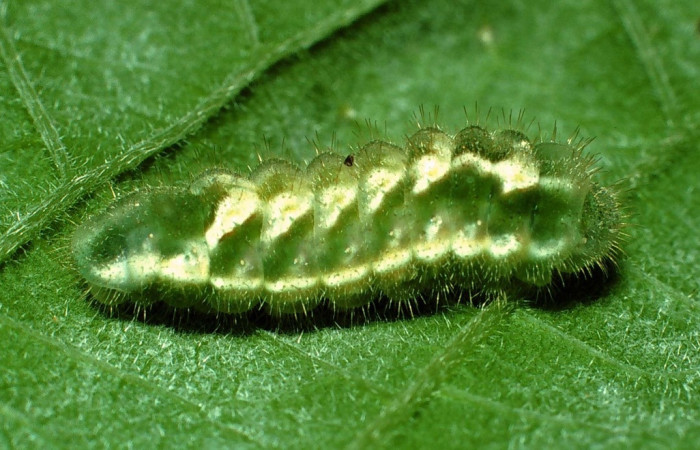 Fig.14 Adulto <i>Gargina thyesta</i>, (Lycaenidae), se alimenta <i>Trigonia rugosa</i>, (Trigoniaceae), mostrando su parte lateral entero. Voucher: 01-SRNP-9600-DHJ59169.