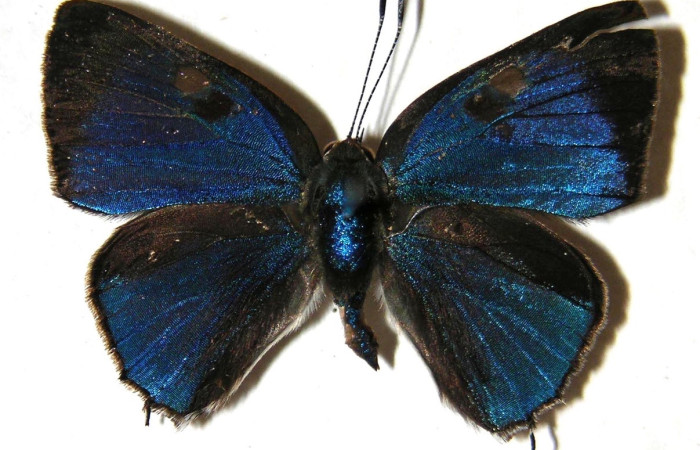 Fig.16 Adulto <i>Gargina thyesta</i>, (Lycaenidae), macho mostrando su parte dorsal. Voucher: 01-SRNP-9600-DHJ362866.