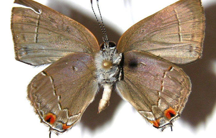 Fig.17 Adulto <i>Gargina thyesta</i>, (Lycaenidae), macho mostrando su parte ventral. Voucher: 01-SRNP-9600-DHJ362867.