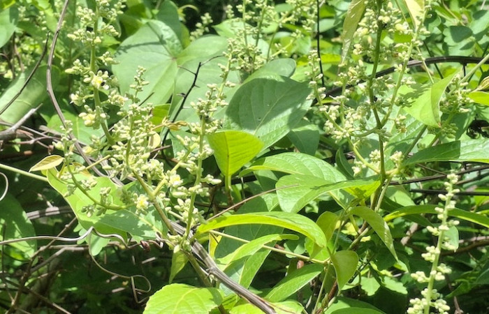 Fig.1 Planta <i>Trigonia rugosa</i>, (Trigoniaceae), con botones florales, Sector El Hacha, Inocentes, Finca Uno, 9 Julio 2026, Elieth Cantillano.