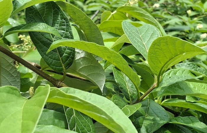 Fig.2 Planta <i>Trigonia rugosa</i>, (Trigoniaceae), matorral cubierto de hojas muchas hojas, Sector El Hacha, Inocentes, Finca Uno, 9 Julio 2026, Elieth Cantillano.