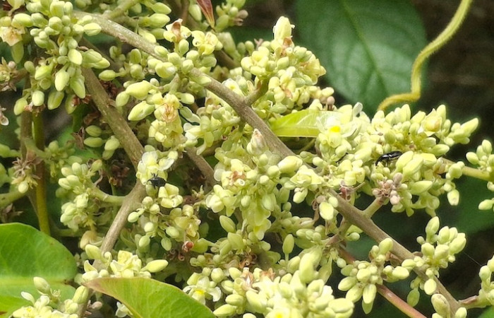 Fig.3 <i>Trigonia rugosa</i>, con sus botones florales y los insectos alimentándose del néctar, que provee.Sector El hacha, Inocentes, Finca Uno, 9 Julio 2026, Elieth Cantillano.