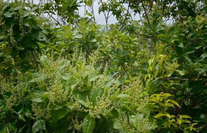 Fig.4  Planta <i>Trigonia rugosa</i>, (Trigoniaceae), Sector El Hacha, Laguna Agua Buena, 16 Julio 2026, 