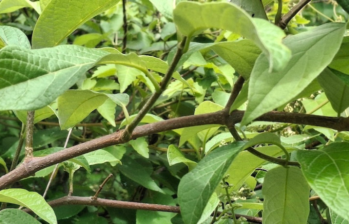 Fig.5 Corteza color café con tallitos verde y su hojas, <i>Trigonia rugosa</i>, (Trigoniaceae), Sector El Hacha, Inocentes, Finca Uno, 9 Julio 2026, Elieth Cantillano.