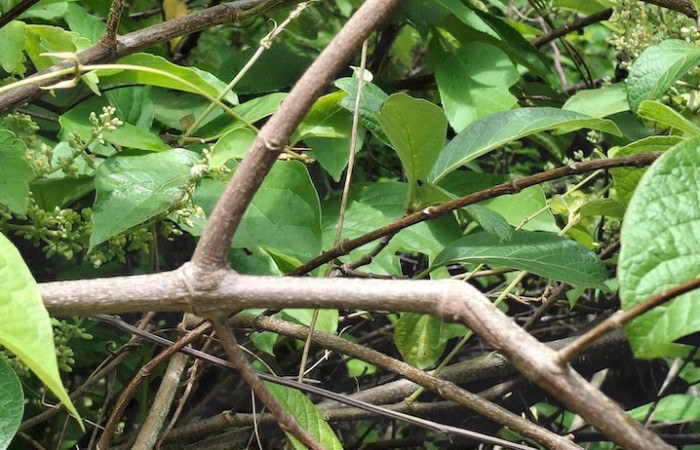 Fig.6 Corteza color Café con tallitos verde y sus hojas <i>Trigonia rugosa</i>, (Trigoniaceae), Sector El Hacha, Inocentes, Finca Uno, 9 Julio 2026, Elieth Cantillano.