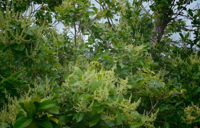 Fig.7 Planta <i>Trigonia rugosa</i>, (Trigoniaceae), frondosa y floreada con sus botones atrayendo insectos.  Sector el Hacha, Inocentes Finca Uno, 9 Julio 2026.