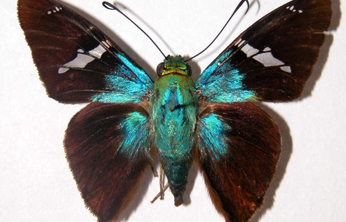 Fig.8 Adulto <i>Telegonus favilla</i>, (Hesperiidae), macho mostrando su parte dorsal. Voucher: 96-SRNP-9544-DHJ34692.