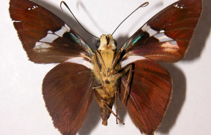 Fig.9 Adulto <i>Telegonus favilla</i>, (Hesperiidae), macho mostrando su parte ventral. Voucher: 96-SRNP-9544-DHJ34693.