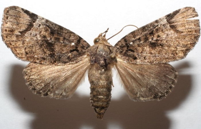 Vista del adulto de <i>Encruphion leena</i> (06-SRNP-104688-DHJ604688)