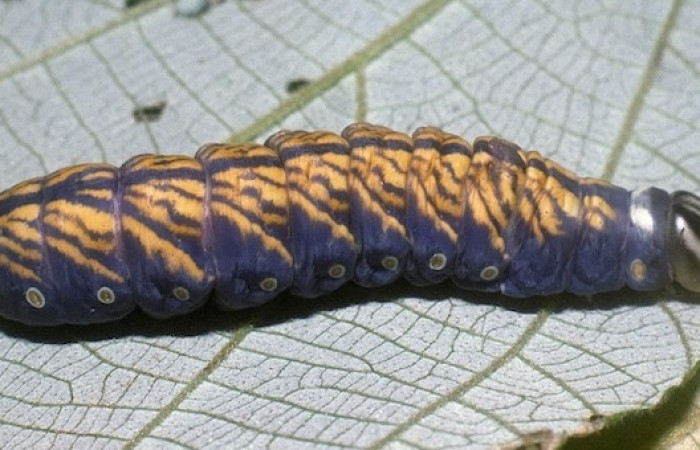 Larva de <i>Lirimiris auriflua</i> (04-SRNP-13413-DHJ86332.jpg)