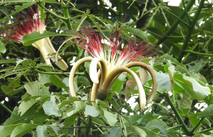  Flores de <i>Pachira aquatica</i> (Malvaceae). Sector San Cristóbal, Estación Biológica San Gerardo. Voucher DSCN1140.JPG. Foto Adrián Guadamuz.
