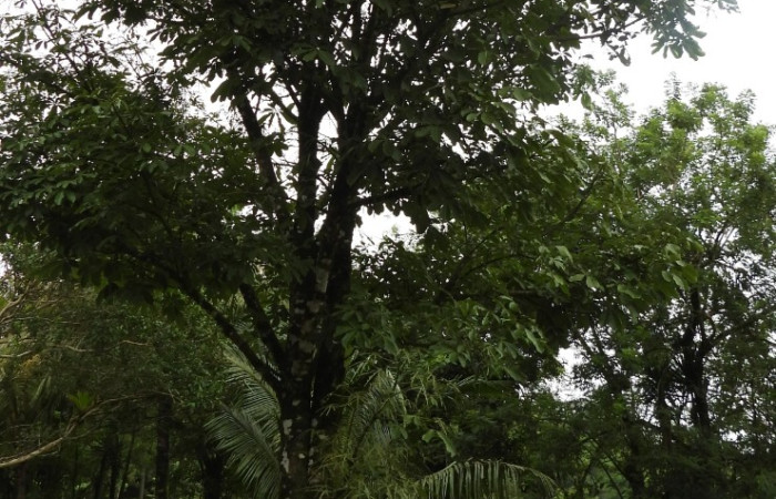  Planta de <i>Pachira aquatica</i> (Malvaceae). Sector San Cristóbal, Estación Biológica San Gerardo. Voucher DSCN1132.JPG Foto Adrián Guadamuz.

