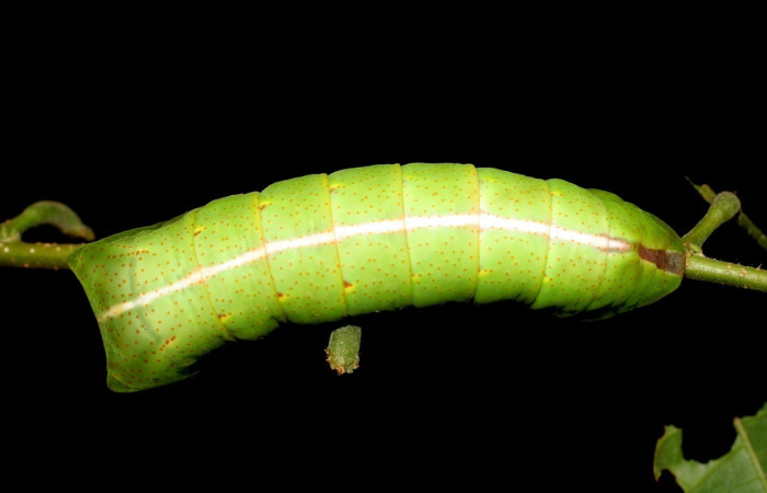  Larva en posición dorsal de <i>Titaea tamerlan</i> (Saturniidae), U estadio. Sector Del Oro, San Antonio. Voucher 06-SRNP-22048-DHJ423366.jpg.
