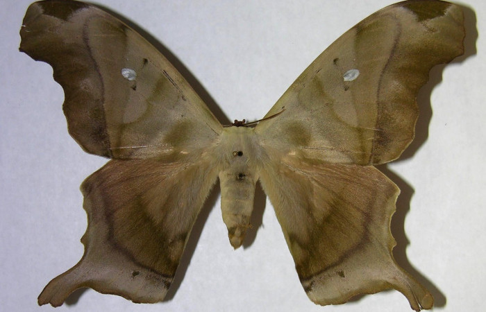  Adulto en posición dorsal de <i>Titaea tamerlan</i> (Saturniidae). Sector Del Oro, San Antonio. Voucher 06-SRNP-22048-DHJ361358.