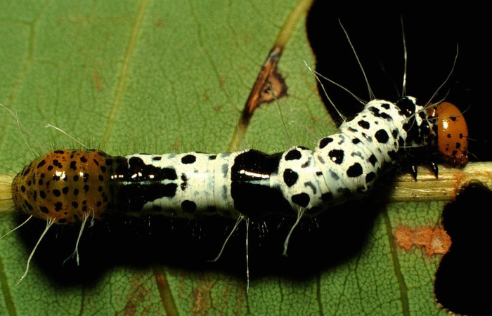  Larva en posición dorsal de <i>Truncaptera</i> meridionalisICG02 (Notodontidae), U estadio. Sector San Cristóbal, Corrales Viejos. Voucher 01-SRNP-200-DHJ57031.jpg.