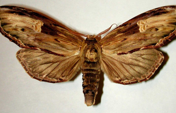  Adulto en posición dorsal de <i>Truncaptera</i> meridionalisICG02 (Notodontidae). Sector Del Oro, Corrales Viejos. Voucher 00-SRNP-11724-DHJ32348.
