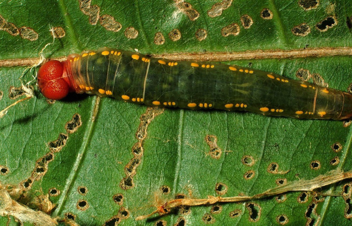  Larva en posición dorsal de <i>Eracon lachesis</i> (Hesperiidae), U estadio. Sector San Cristóbal, Río Blanco Abajo. Voucher 01-SRNP-1653-DHJ57752.jpg.