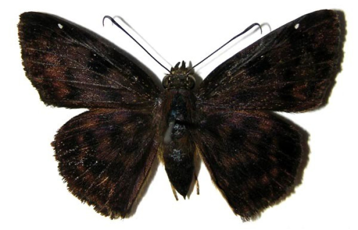  Adulto en posición dorsal de <i>Eracon lachesis</i> (Hesperiidae). Sector Pitilla, Sendero Tierra Blanca. Voucher 05-SRNP-32007-DHJ323668.