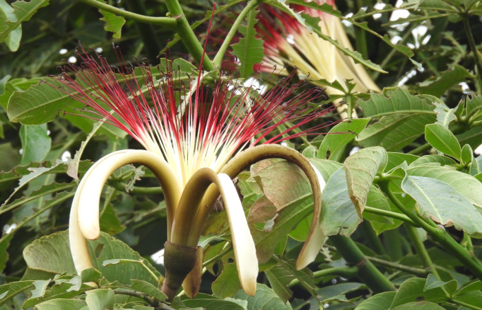  Flores de <i>Pachira aquatica</i> (Malvaceae). Sector San Cristóbal, Estación Biológica San Gerardo. Voucher DSCN1142.JPG. Foto Adrián Guadamuz. Guadamuz.
