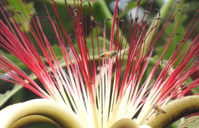  Flor de <i>Pachira aquatica</i> (Malvaceae). Sector San Cristóbal, Estación Biológica San Gerardo. Voucher DSCN1158.JPG. Foto Adrián Guadamuz.
