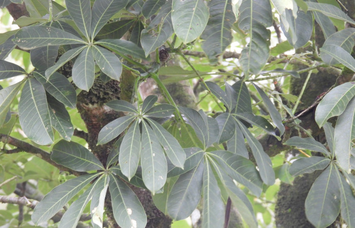  Haz de hojas de <i>Pachira aquatica</i> (Malvaceae). Sector San Cristóbal, Estación Biológica San Gerardo. Voucher DSCN1144.JPG. Foto Adrián Guadamuz.
