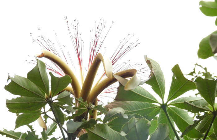  Envés de hojas de <i>Pachira aquatica</i> (Malvaceae). Sector San Cristóbal, Estación Biológica San Gerardo. Voucher DSCN1177.JPG. Foto Adrián Guadamuz.
