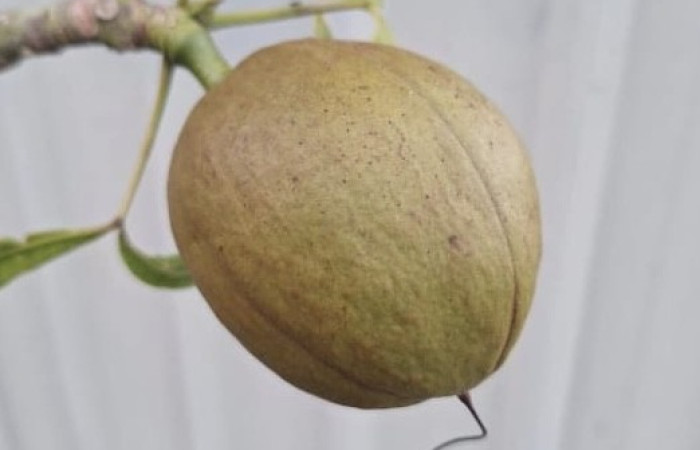  Frutos <i>Pachira Aquatica</i> (Malvaceae). Tomado de PlantNet, Área de Conservación Guanacaste, Costa Rica.
