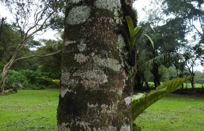  Corteza de <i>Pachira aquatica</i> (Malvaceae). Sector San Cristóbal, Estación Biológica San Gerardo. Voucher DSCN1179.JPG Foto Adrián Guadamuz.

