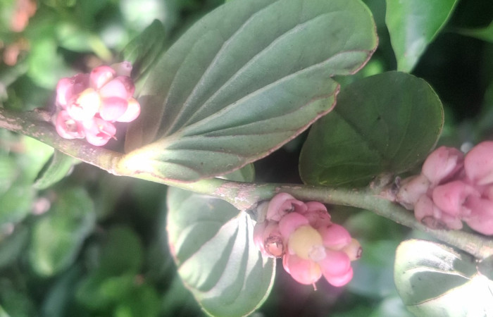  Flores de <i>Cavendishia axillaris</i> (Ericaceae). Sector San Cristóbal, Sendero Corredor. Voucher 20260701_104149.jpg.
